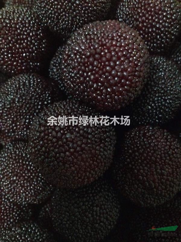出售楊梅果樹苗、工程苗