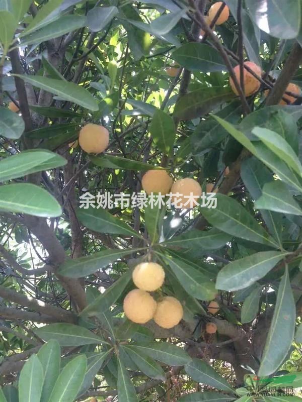 出售楊梅果樹苗、工程苗