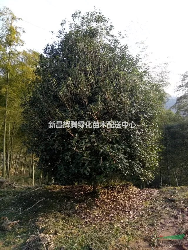 金桂10公分12公分15公分