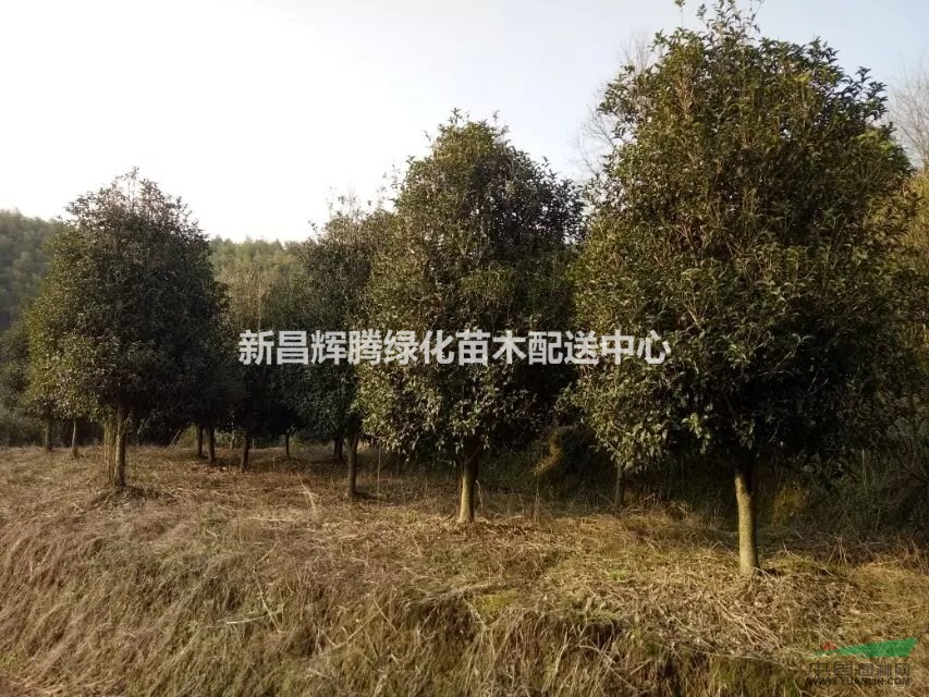 八月桂3米冠幅