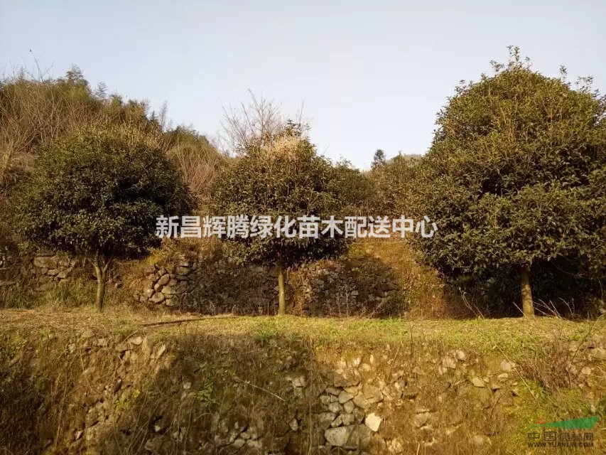 八月桂3.5米冠幅