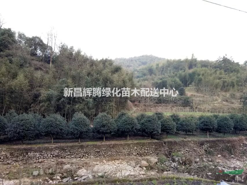 桂花