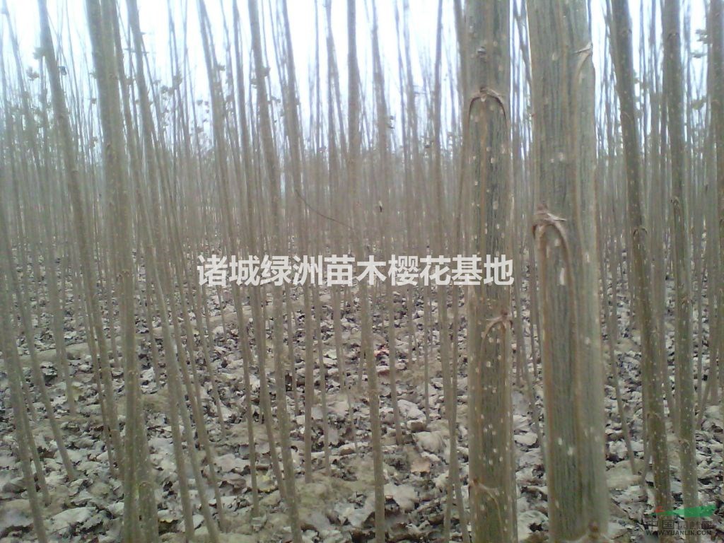 山東107速生楊▏速生楊價(jià)格▏速生楊批發(fā)多少錢