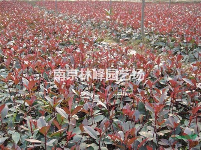 紅葉石楠價(jià)格行情