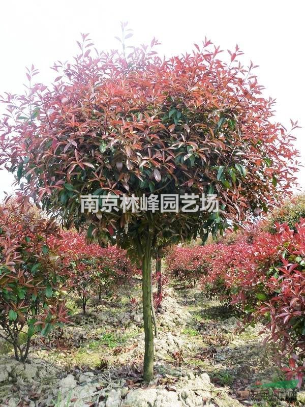 紅葉石楠價格產(chǎn)地