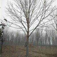 各种规格七叶树，日本晚樱，教育苗木专业销售