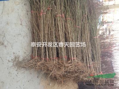 0.6以上桃樹原圃苗  原圃苗價(jià)格