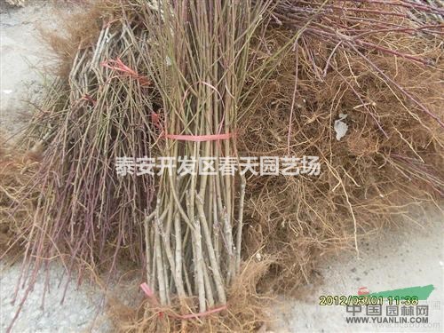 哪里有新品種桃樹苗    