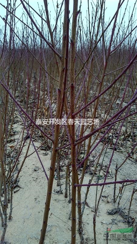 哪里有新品種桃樹苗    