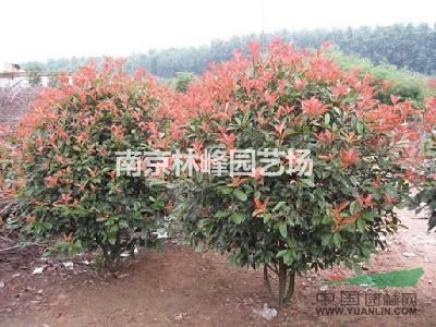 紅葉石楠價格詳情