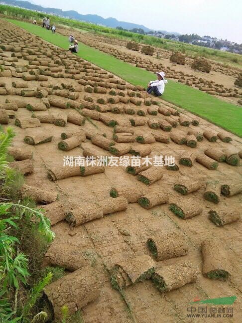 湖南馬尼拉草坪、優(yōu)質(zhì)草坪批發(fā)基地、馬尼拉草皮