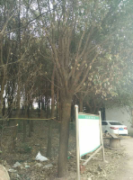 20-40公分香樟