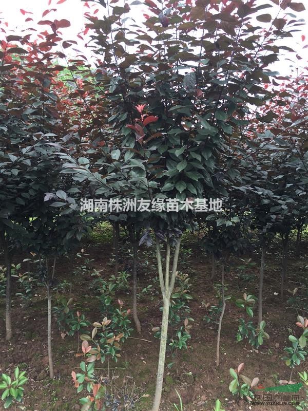 湖南优质红叶李培育基地、红叶李小苗、2-16公分红叶李大树