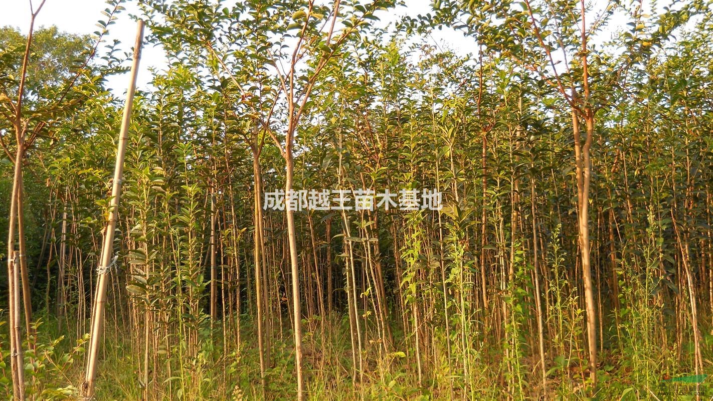 紫薇  香樟  桂花   黃葛樹   欒樹   
