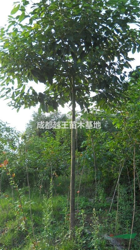 紫薇  香樟  桂花   黃葛樹   欒樹   