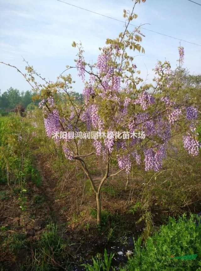 常年出售紫藤、凌霄、金銀花等藤本植物