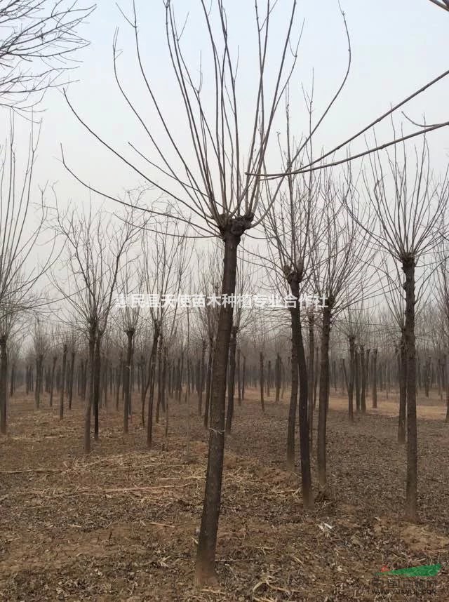 山東白蠟價格怎樣，白蠟價格