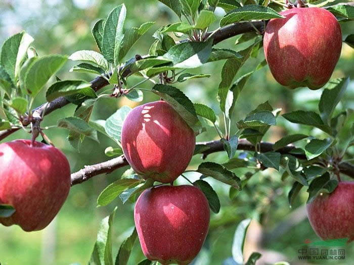 红富士苹果苗价格15元高度150公分地径1公分红富士价格