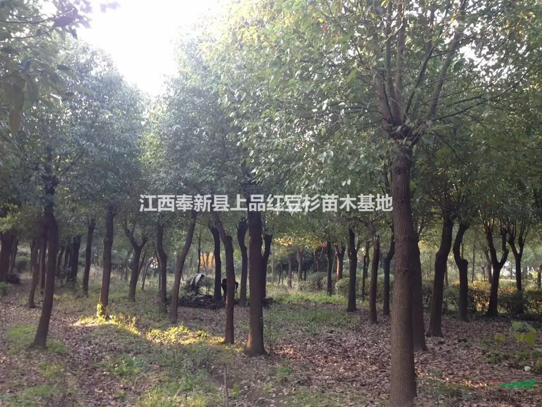 江西宜春供應(yīng)米徑3公分到10公分香樟