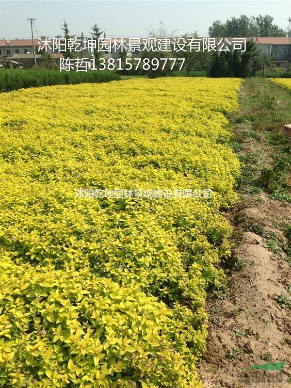 金山繡線菊、紅花繡線菊