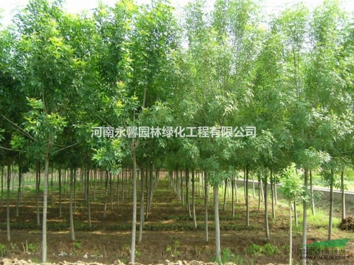 今年河南白蠟樹(shù)苗怎么賣？白蠟樹(shù)苗價(jià)格行情好不好？