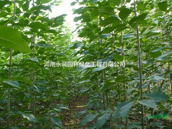 今春特價(jià)批發(fā)白蠟，國(guó)槐，紅葉李，法桐小苗