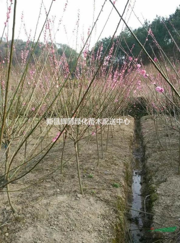紅梅價(jià)格  紅梅報(bào)價(jià)