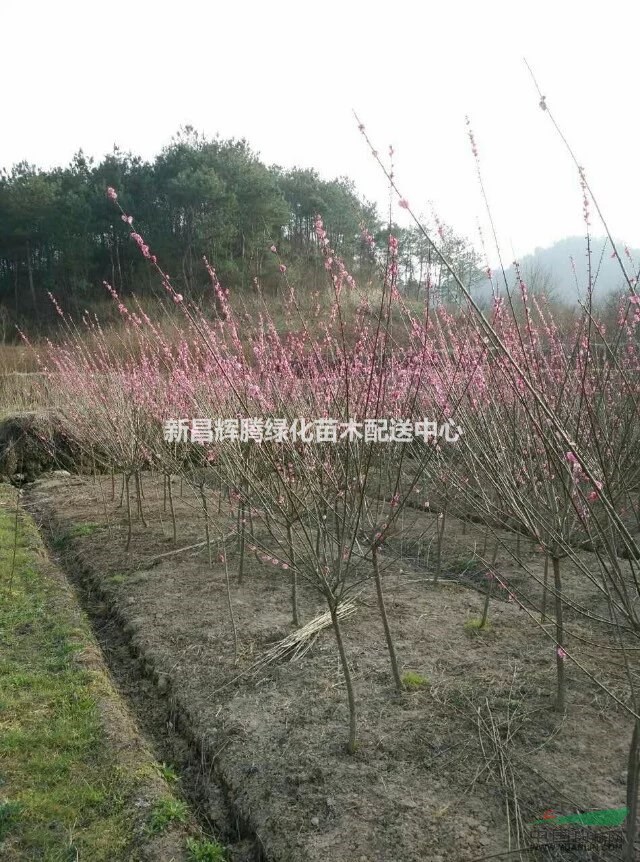 紅梅價(jià)格  紅梅報(bào)價(jià)