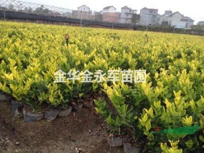 2016年春季浙江毛鵑，金森女貞，紅葉石等工程用苗優(yōu)惠促銷啦