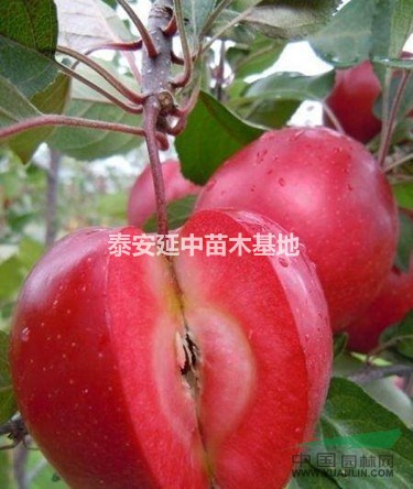 紅肉蘋果 紅色之愛 119-06