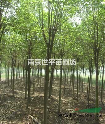 湯泉高桿女貞6公分高桿女貞7公分高桿女貞8公分高桿女貞價格