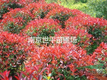 紅葉石楠球 1米冠紅葉石楠球 2米冠紅葉石楠 3米冠紅葉石楠