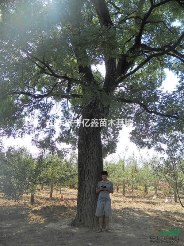 哪里有賣35公分國槐哪里有賣35公分國槐報價