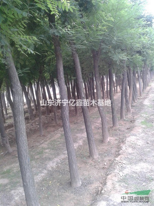 供應湖南3-5公分國槐樹苗報價