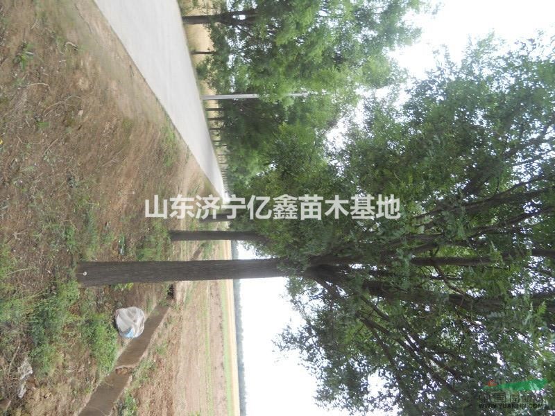 供應湖南3-5公分國槐樹苗報價