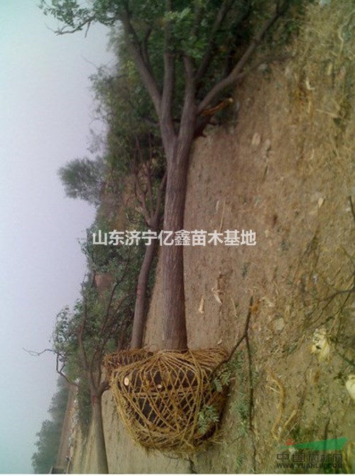 25公分國槐多少錢一棵