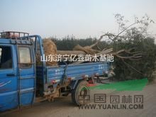 25公分國槐多少錢一棵
