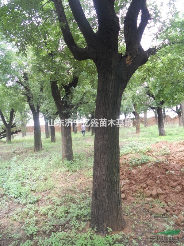 國槐-8公分國槐|8公分國槐市場最低價格_