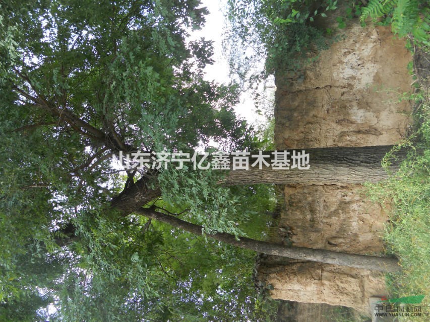 12公分國(guó)槐報(bào)價(jià)_14公分國(guó)槐報(bào)價(jià)_16公分國(guó)槐報(bào)價(jià)