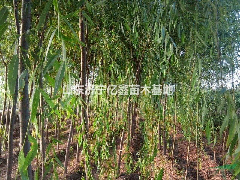 2016大國槐樹價格_大國槐樹價格、國槐大樹價格_