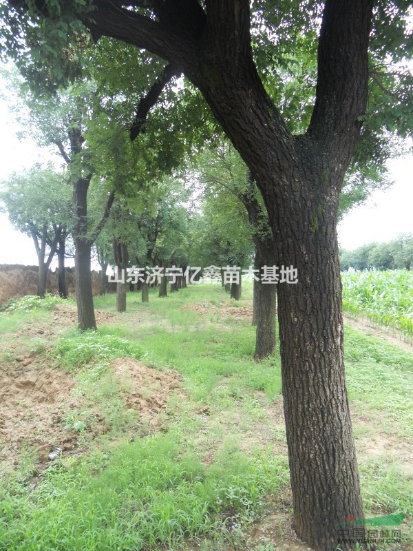 2016大國槐樹價格_大國槐樹價格、國槐大樹價格_