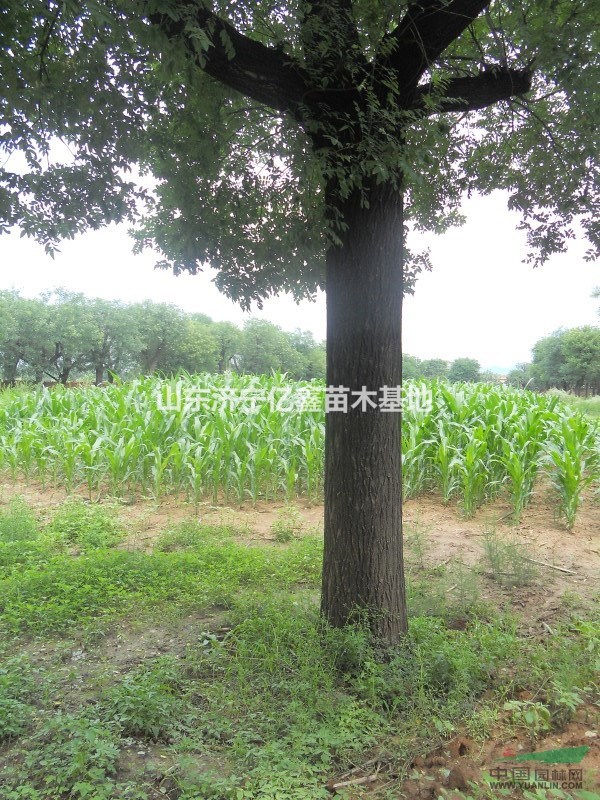 胸徑國槐樹 2016國槐基地 40公分國槐價格