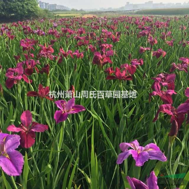 杭州蕭山常年大量供應(yīng)再力花1000萬芽,自產(chǎn)自銷,價格優(yōu)惠.