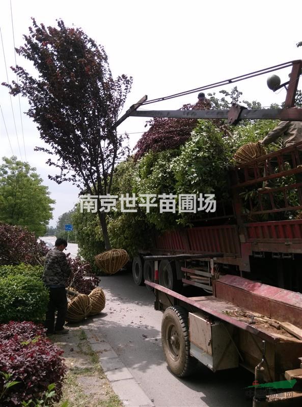 3公分紫葉李 4公分紫葉李 5公分紫葉李 6公分紫葉李價格