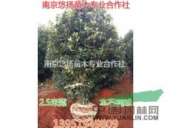精品紅葉石楠球，精品本石楠球，精品土石楠球價格