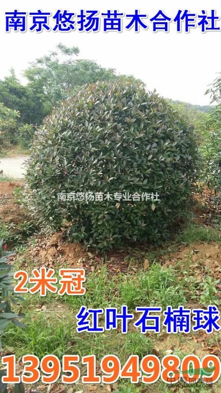 精品紅葉石楠球，精品本石楠球，精品土石楠球價格