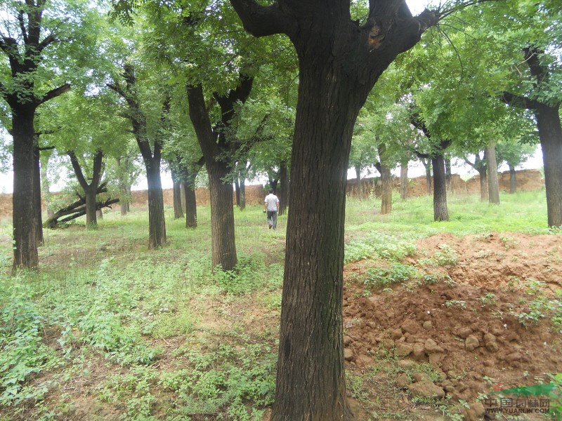 胸徑國槐樹 2016國槐基地 40公分國槐價格