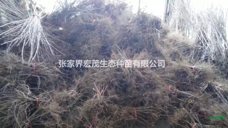 山櫻桃苗木供應(yīng)截干的可以用來嫁接，張家界宏茂生態(tài)種苗有限公司