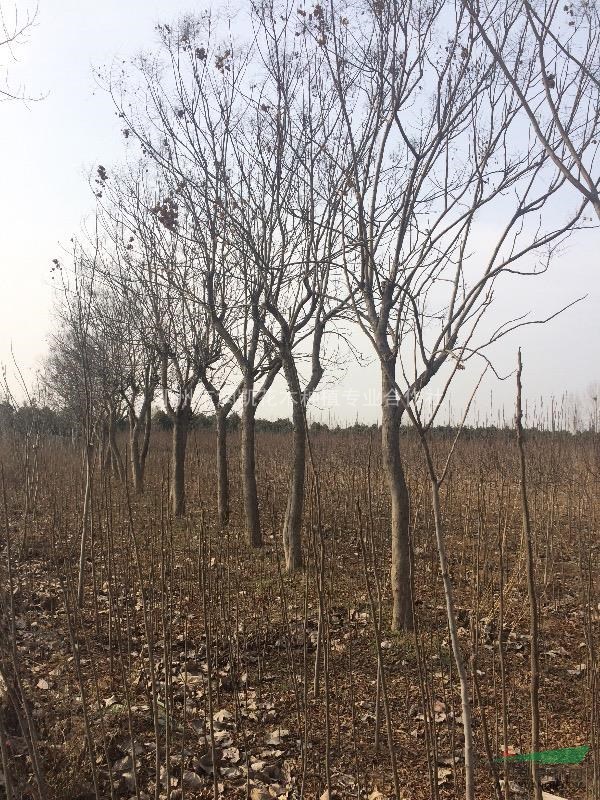河南邓州市低价处理，24-26公分栾树！