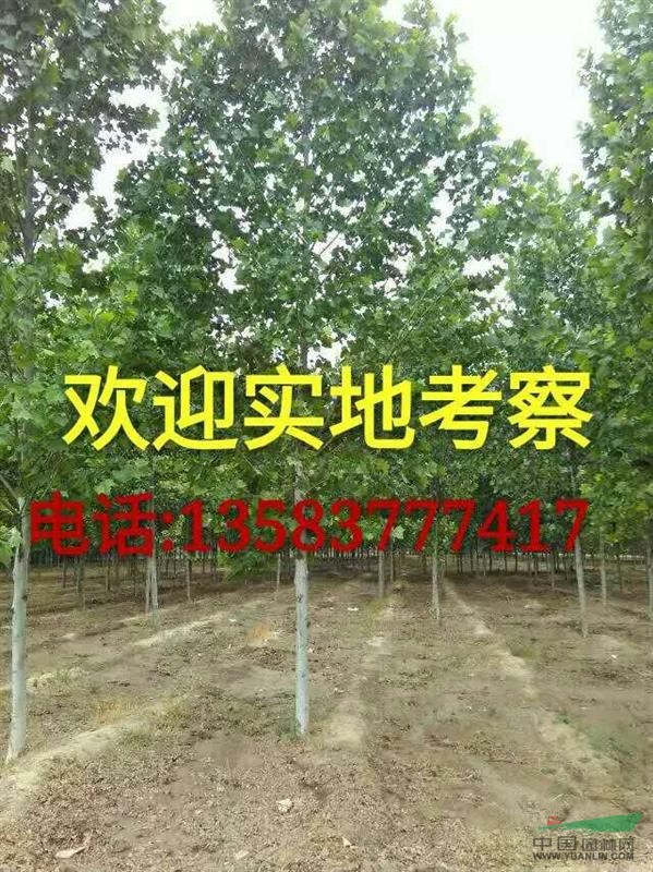山東濟(jì)寧常年供應(yīng)各種規(guī)格法桐，白蠟，國(guó)槐，北欒，柳樹，櫻花，